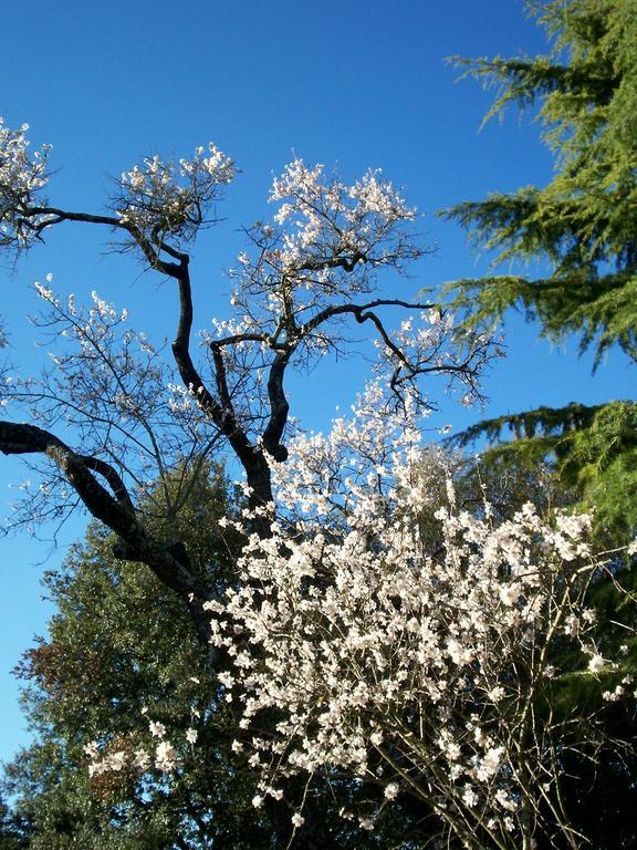 Podere Il Caggio Rooms Σαν Τζιμινιάνο Εξωτερικό φωτογραφία